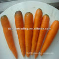 2012 fresh carrot